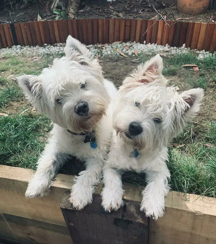 Brother And Sister Woody And Isla
