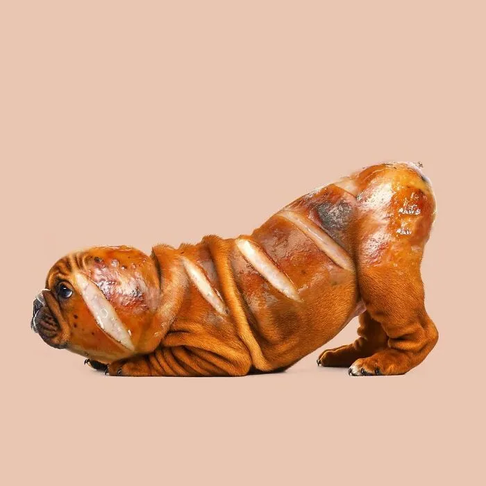 100 Photo Manipulations Of Animals Photoshopped Into The Most Random Things By Les Creatonautes 