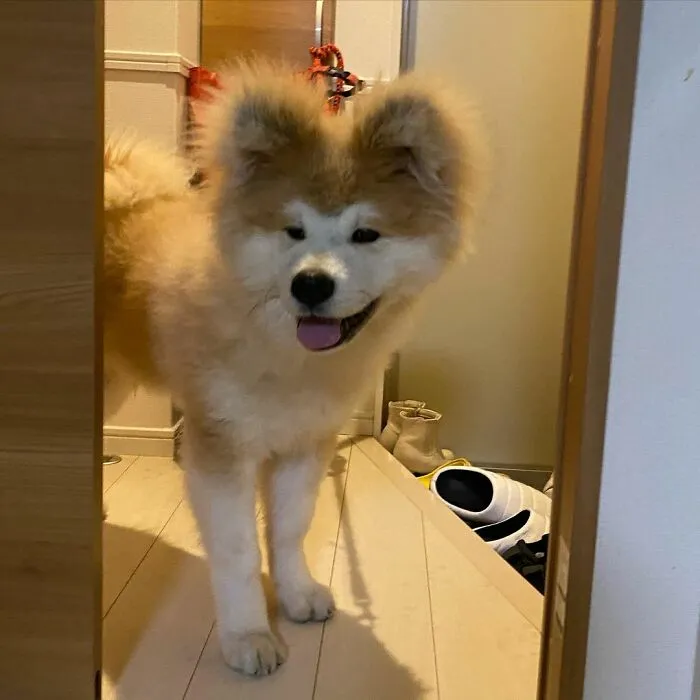30 Pics Capturing This Adorable Akita Named Bob Who Has A Unique Heart-Shaped Face