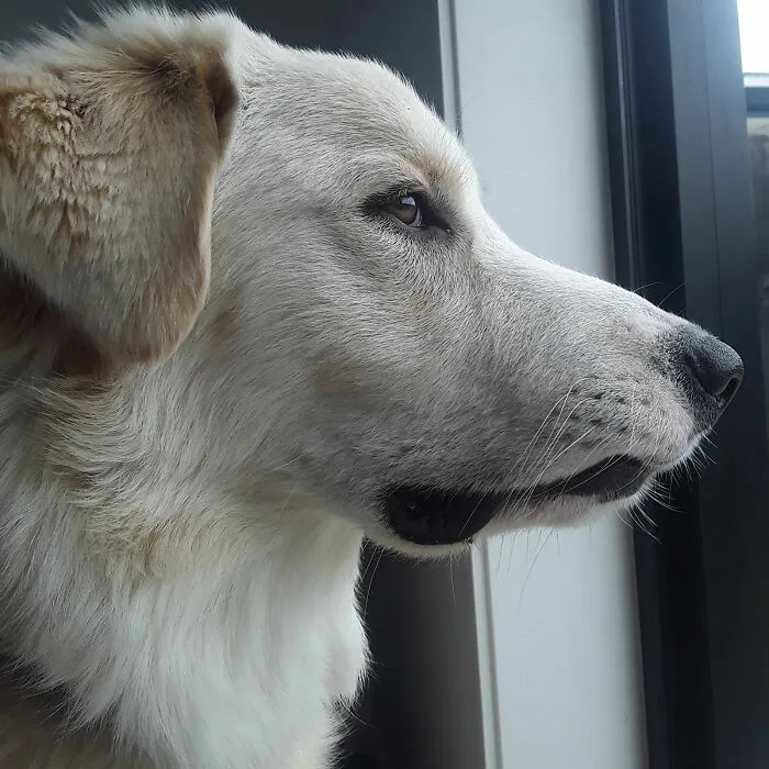 My Good Boi 1 Week After His Surgery