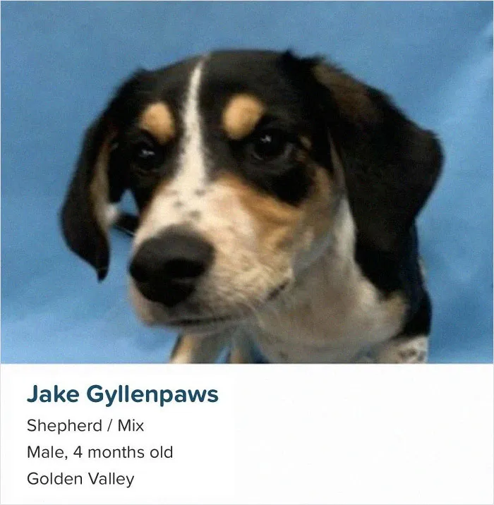 40 Hilariously-Creative Pet Names Shared By The "Petfinder Names" Twitter Page