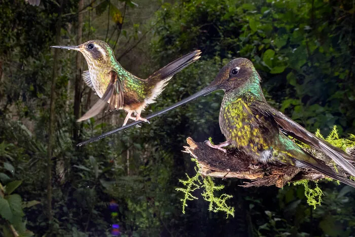 Vida alada, finalista: 'Ropewalker' ('Caminante de la cuerda') de Nicolás Reusens, Papallacta, Ecuador