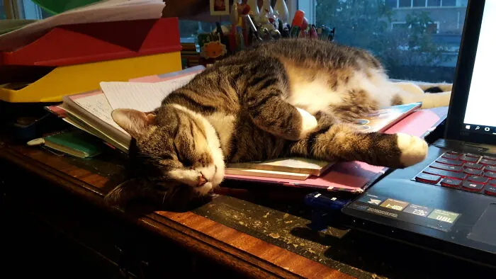 Marcus Aurelius, Marcus For Short. I Named All My Cats After Writers Or Characters From Literature (See Lizzie). Marcus Is Named After A Famous Roman Writer, Poet And Emperor. I Should Have Called Him After Somebody More Laid Back, But As A Kitten He Was Still So Playful!