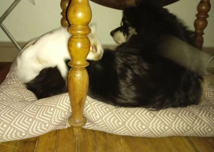 My Rabbit Telling My Dog Who Is The Boss Here. (She Didn't "Rape" Him Anymore I Got Her Neutered She Was A Rescue)