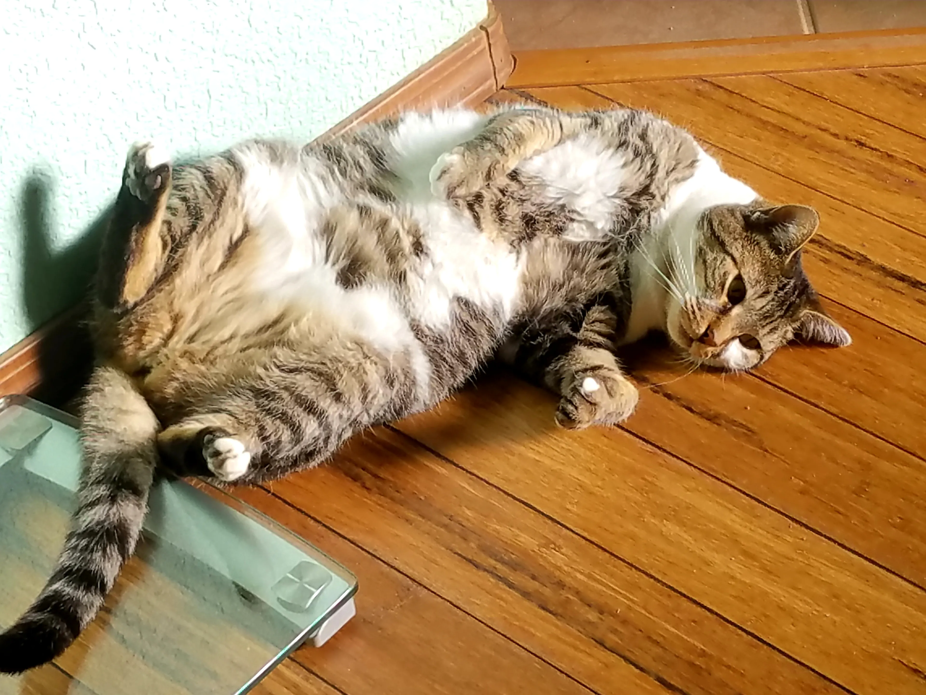 My Cat Will Sleep Anywhere.