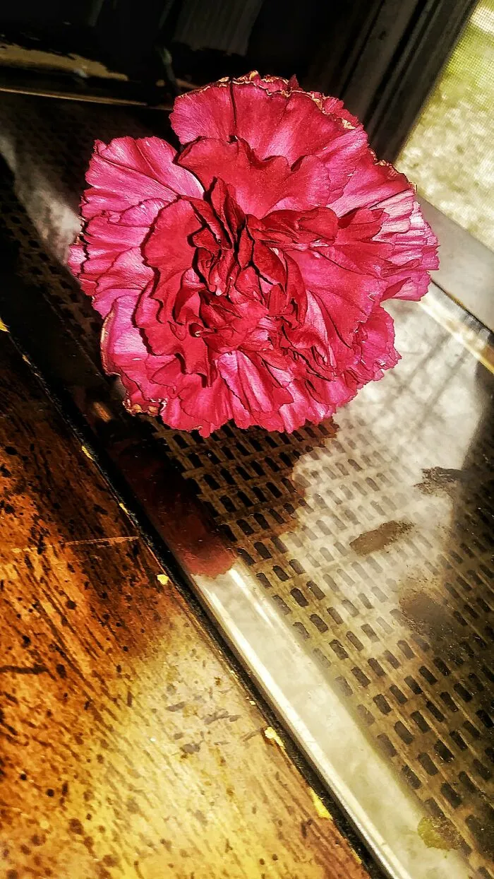 Carnation
