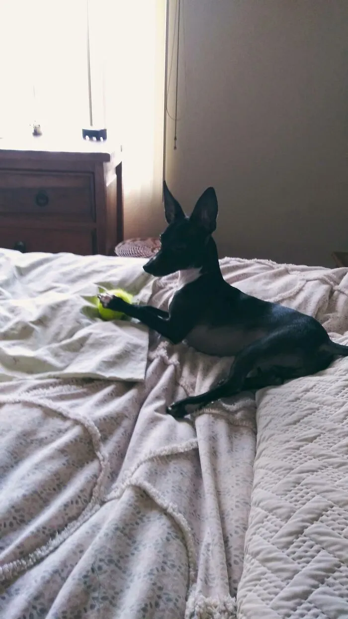 Anubis...my Greyhound-Mix Puppy Named After The Egyptian Dog-Faced God Of The Underworld.
