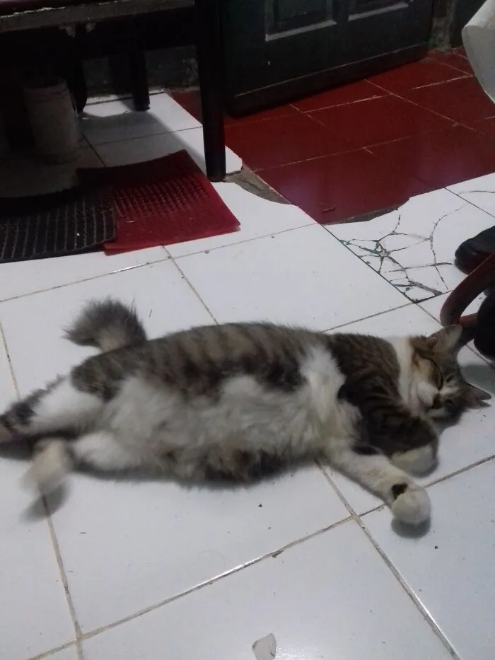 His Name Is Gentong. In Indonesian, It Can Be Interpreted As A Barrel Made Of Clay. We Gave Her The Name Because We Felt Funny. But It's Like A Prayer, My Cat Grows With A High Appetite And Becomes Like A Living Barrel Especially When She Is Pregnant
