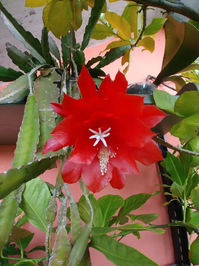 Disocactus × Hybridus (Red Orchid Cactus)