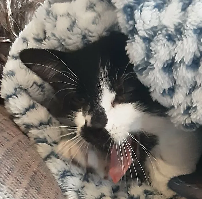 Mid Yawn On The First Day We Had Them 😴