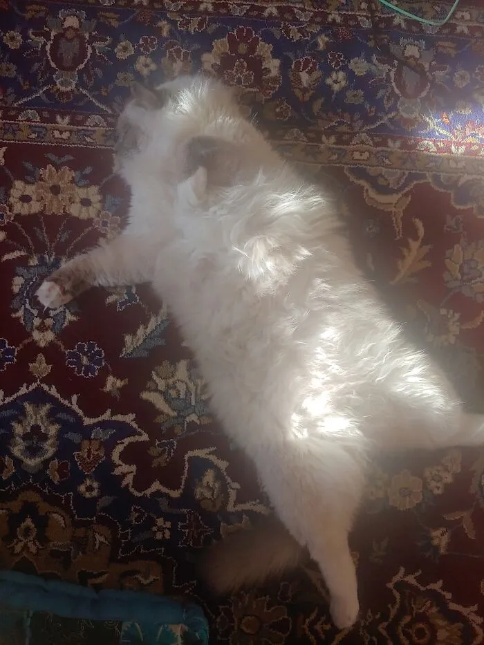 His Name Is Sumo. Because He's Fat And Likes To Wrestle.