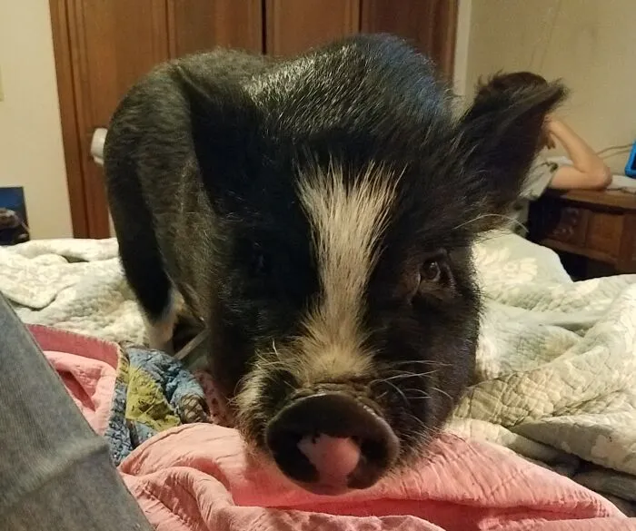 I Just Wanted A Nice Snuggle, But Ella Clearly Wasn't Feeling It.