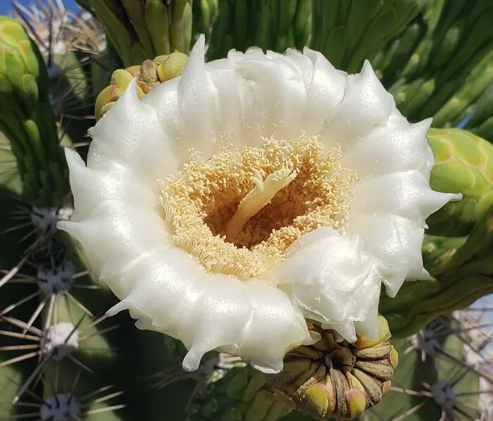 Saguaro Blossom, Saguaro National Monument