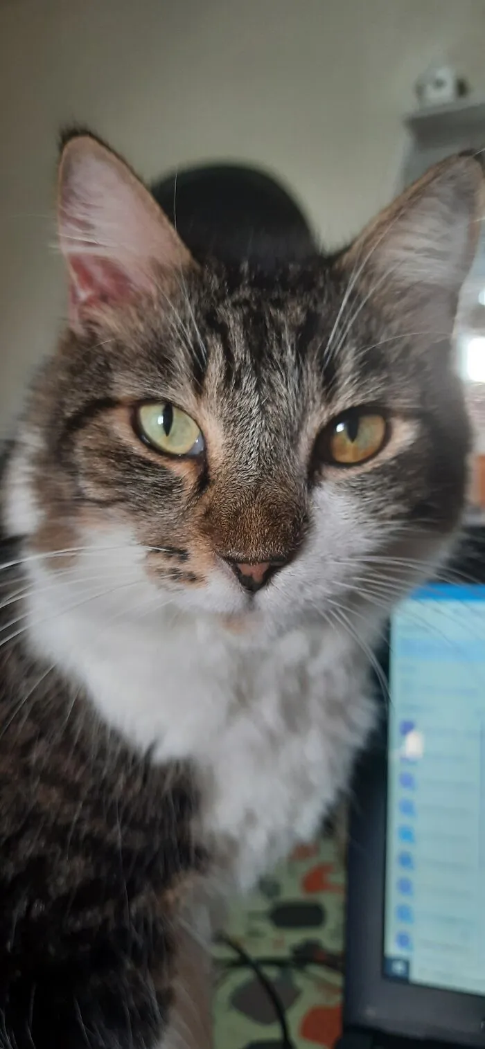 Pirata, My Chunky Cat
