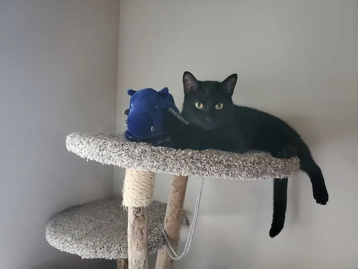 This Is My 2 Year Old Boy, Frey Drakkar. He Is Named After A Book Character Who Is Leader Of The Elves And Commands Dragons