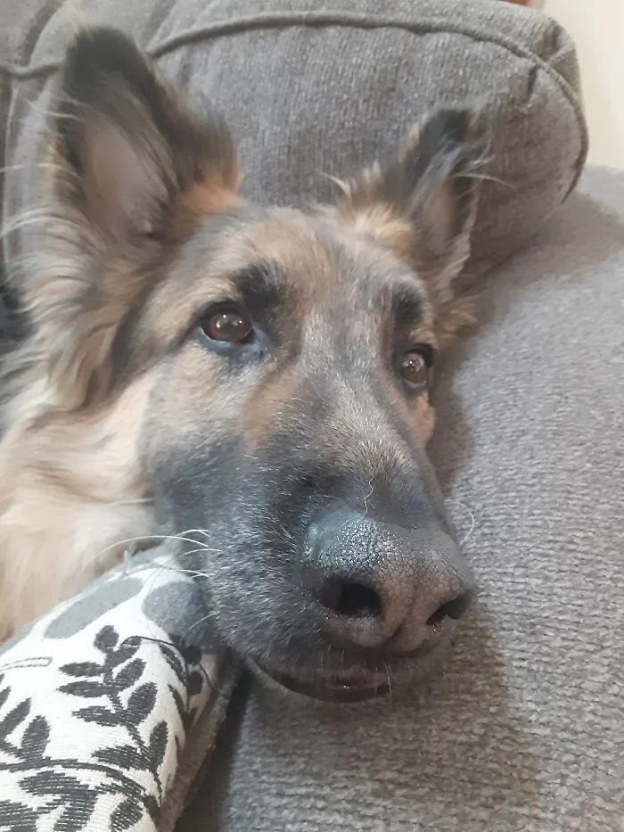 Axel, He's Not Really Named After Anybody, My Dad Just Searched "German Names" On Google Because He Is A German Shepherd