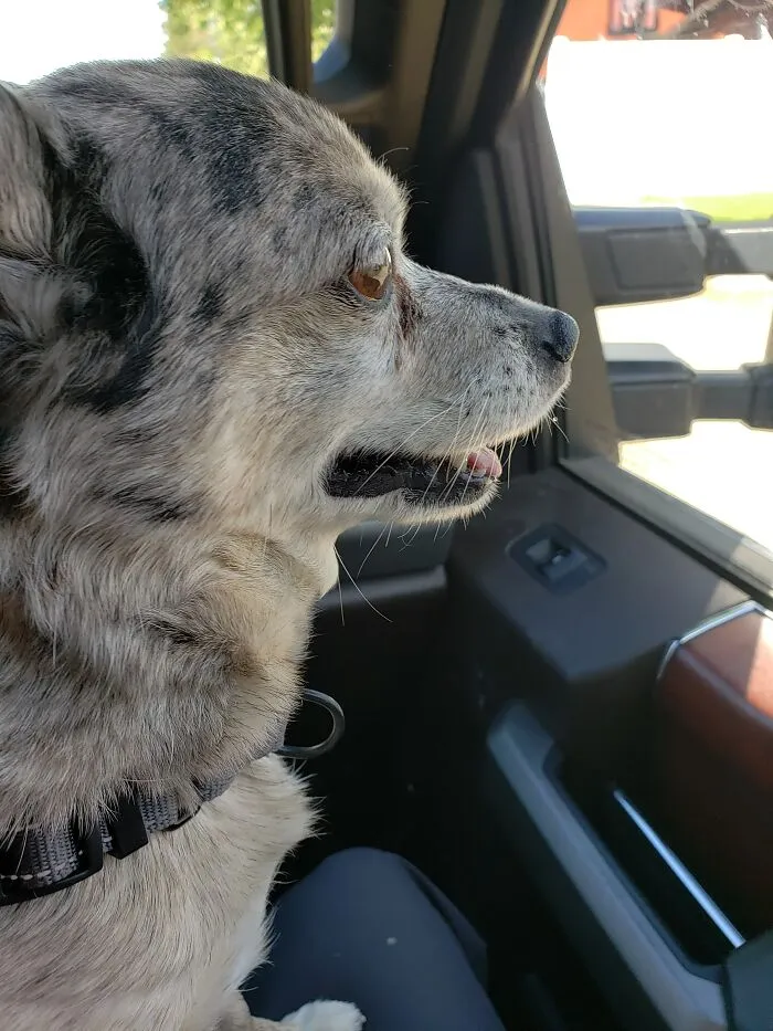 A.w.o.l. Is Aptly Named After We Rescued Him And He Escaped Out Our Truck Window, Which We Left Rolled Down 3 Inches While We Ran Into The Store For Supplies For Him. He Was Definitely Absent Without Leave. Luckily We Got Him Back Hours Later, And He Is Still With Us 5 Years On.