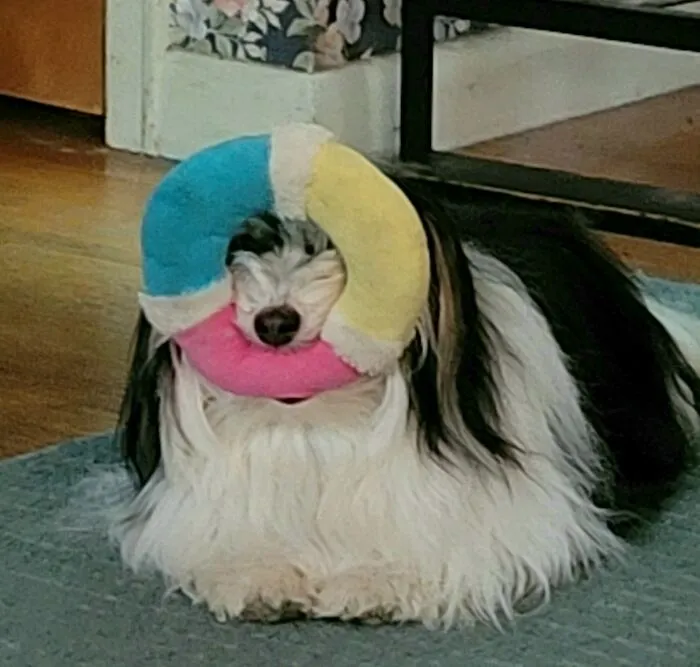 San Pablo (Havanese) Loves His Ring!