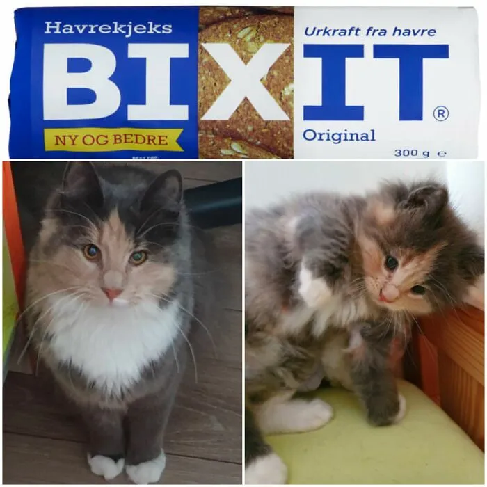 This Is Bixit, Named After A Norwegian Cookie Brand. As A Kitten, We Thought The Name Defined Her Perfectly: Sweet, Easy Going. Well... Her Adult Self Is Not Quite A Bixit Anymore 😈! We Love Her To Bits Anyway.