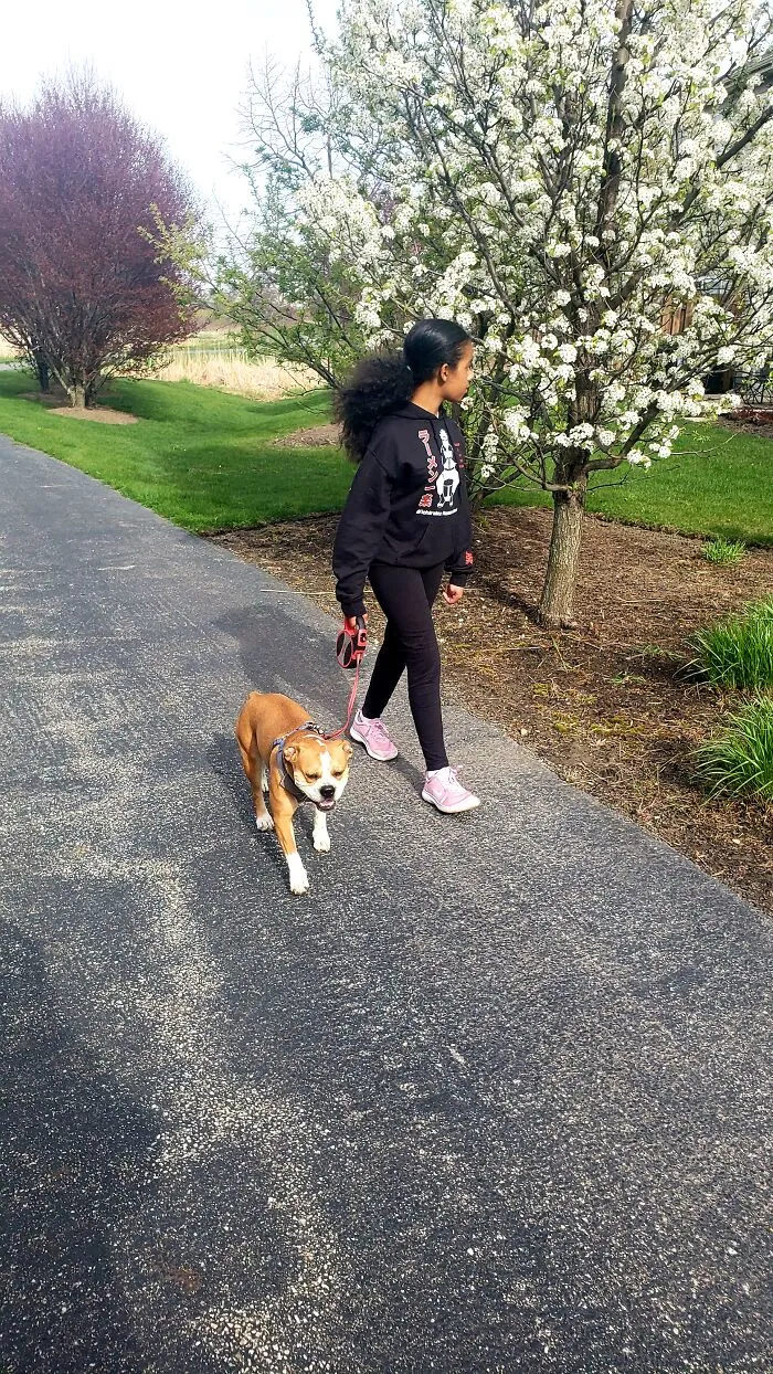 No, I Was Not In Japan At The Time. Ft. This Cherry Blossom Tree (During The Spring Uwu) And My Craziness Of A Dog