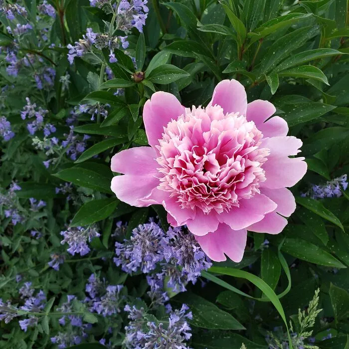 Peony Among Catmint