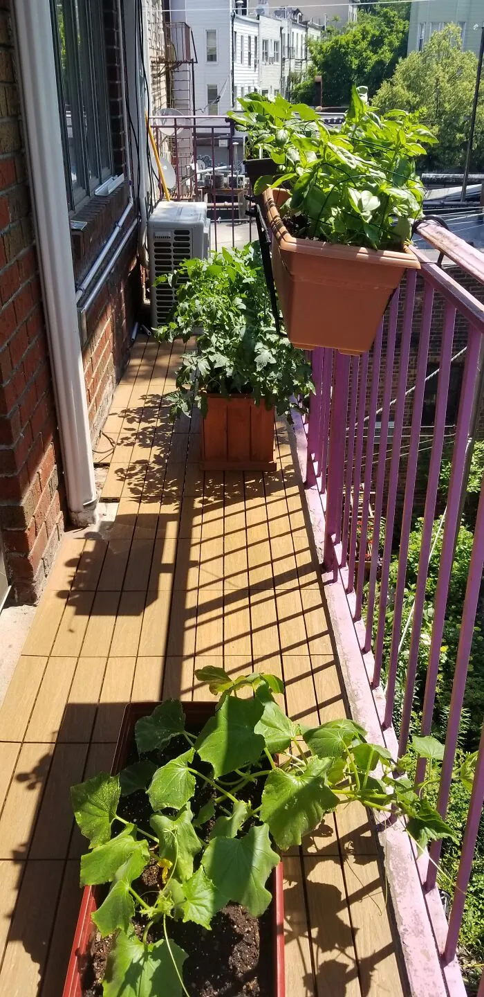 Our New NYC Apartment Has Balconies! I'm Growing Vegetables Outside My Bedroom. I Never Thought I Would Have Fresh Tomatoes Again.