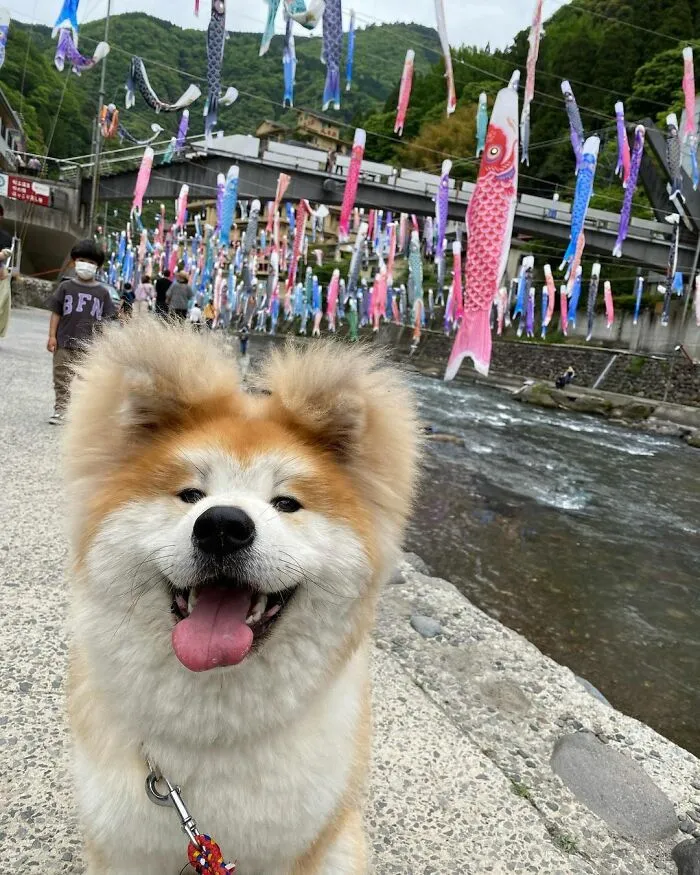 30 Pics Capturing This Adorable Akita Named Bob Who Has A Unique Heart-Shaped Face