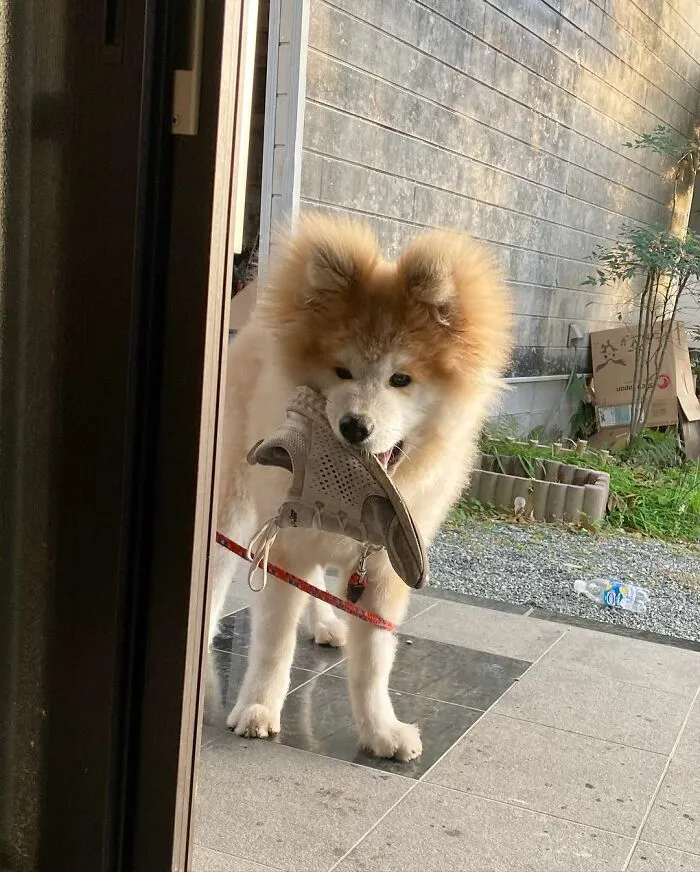 30 Pics Capturing This Adorable Akita Named Bob Who Has A Unique Heart-Shaped Face