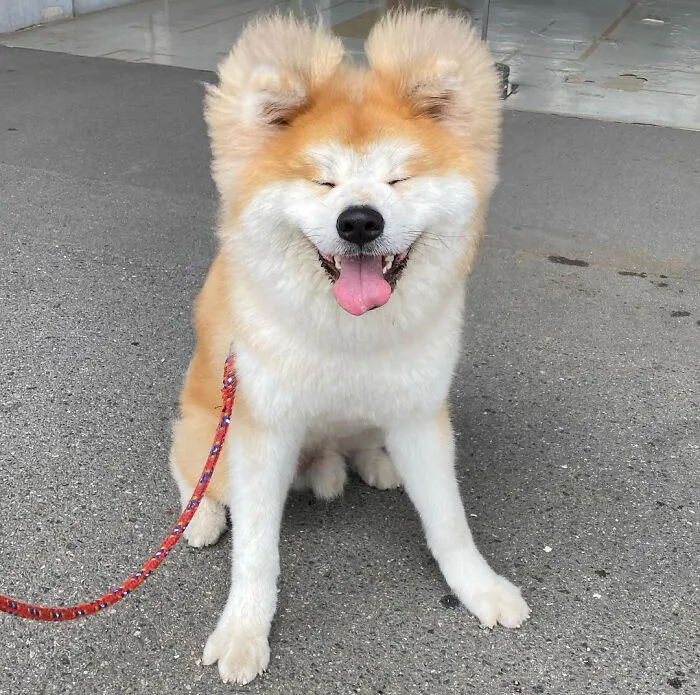 30 Pics Capturing This Adorable Akita Named Bob Who Has A Unique Heart-Shaped Face