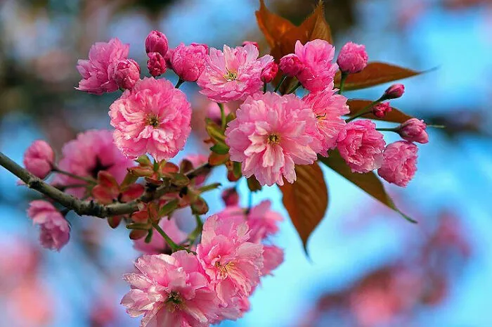 Japanese Cherry