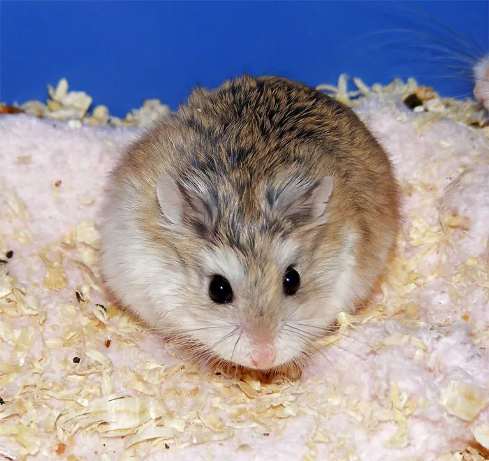 Hamsters-Being-Fragile-Tiktok
