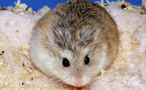 45 Hamster Owners Casually Explained How Their Pets Breathed Their Last And It’s Actually More Funny Than Sad