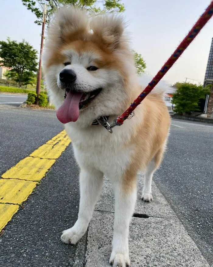 30 Pics Capturing This Adorable Akita Named Bob Who Has A Unique Heart-Shaped Face