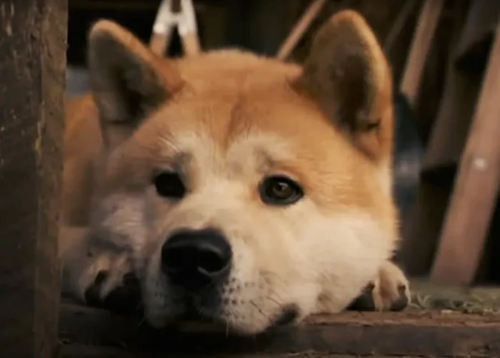 Siempre A Tu Lado (Hachiko) (2009)
