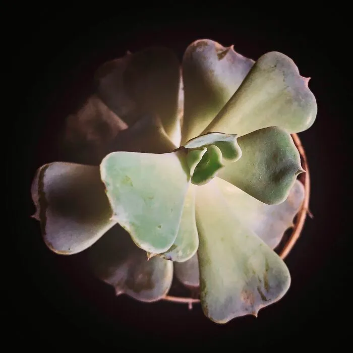 A Smol Plant!