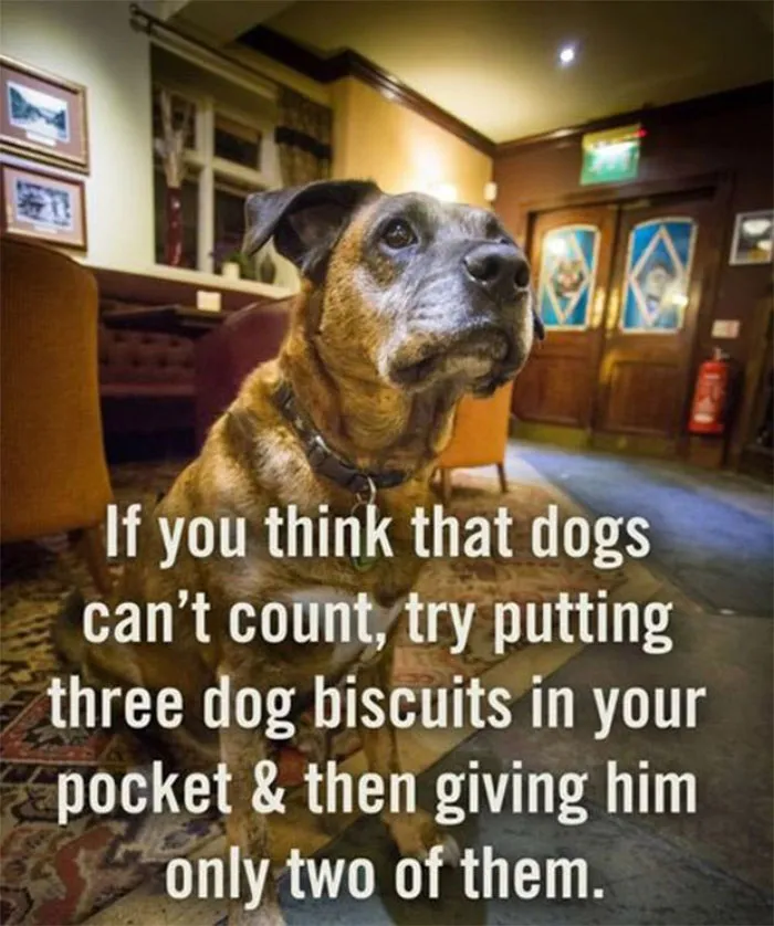 40 Truthful Memes About What It's Like To Have A Dog