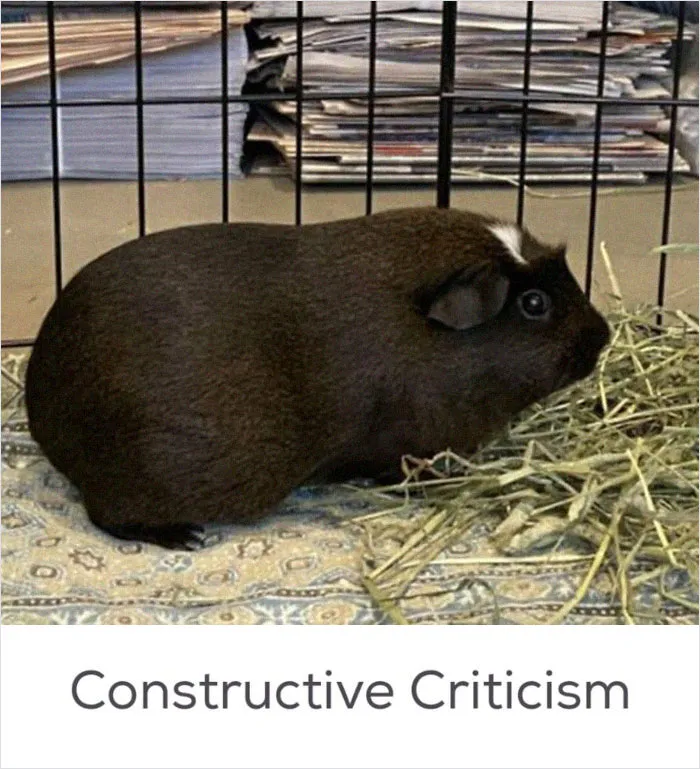 40 Hilariously-Creative Pet Names Shared By The "Petfinder Names" Twitter Page