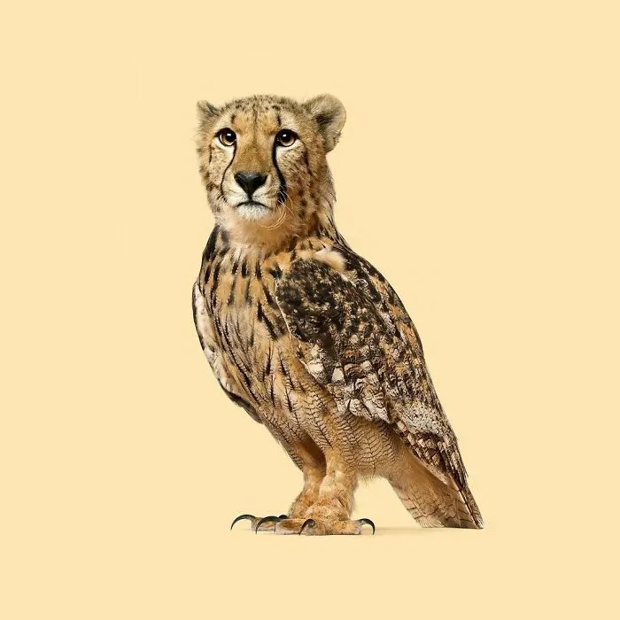 100 Photo Manipulations Of Animals Photoshopped Into The Most Random Things By Les Creatonautes 