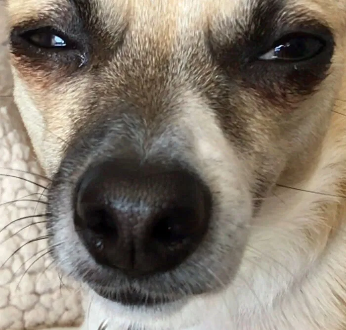 I Was Petting The Other Dog
