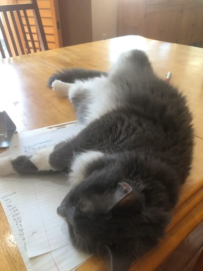 Niki, Named For Nikola Tesla.
