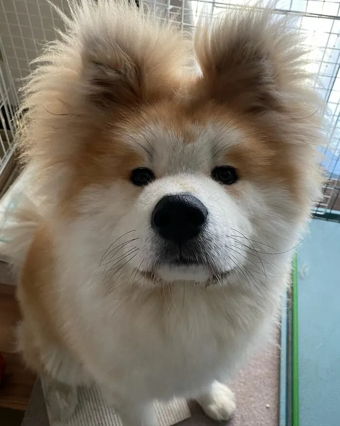 30 Pics Capturing This Adorable Akita Named Bob Who Has A Unique Heart-Shaped Face