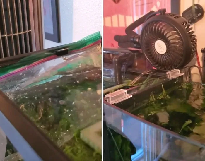 Tener que usar todos mis ventiladores y paquetes de hielo constantemente sólo para evitar que mi pez se cocine en la ola de calor...