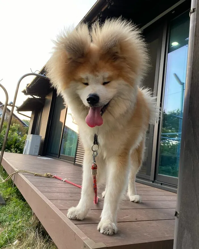 30 Pics Capturing This Adorable Akita Named Bob Who Has A Unique Heart-Shaped Face