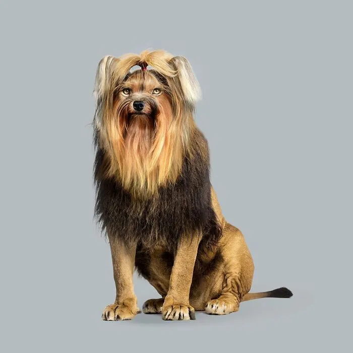 100 Photo Manipulations Of Animals Photoshopped Into The Most Random Things By Les Creatonautes 