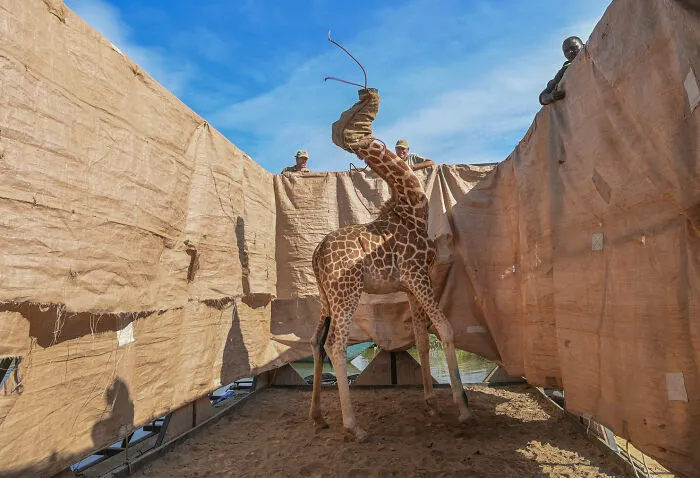 Human/Nature, Finalist: 'A Daring Rescue' By Ami Vitale, Ruko Community Conservancy, Kenya