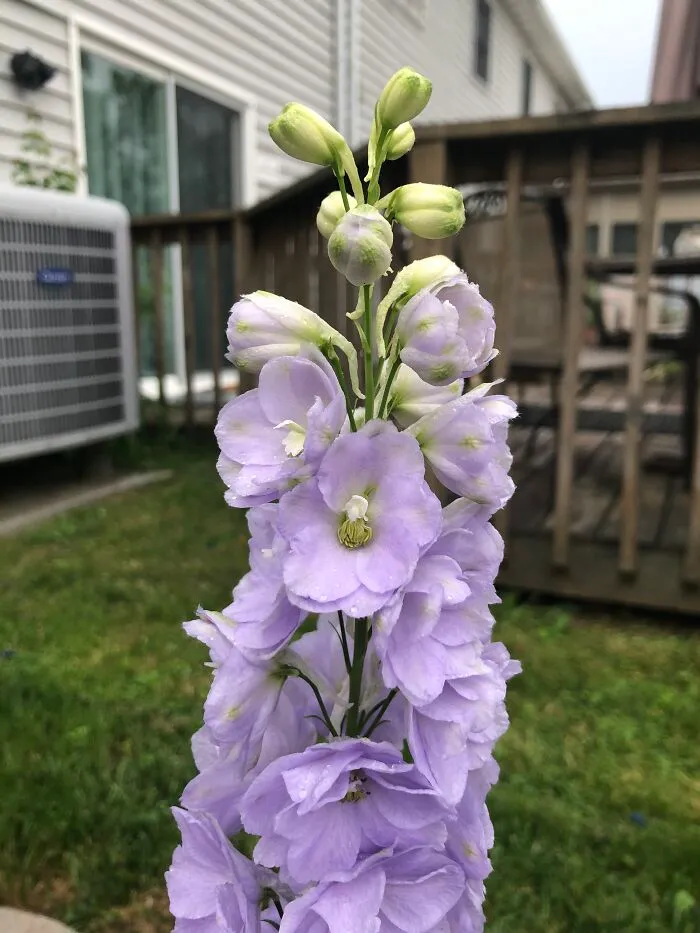 Delphinium In My Backyard Garden.