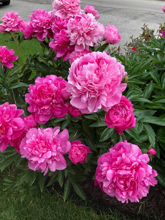 Peonies
