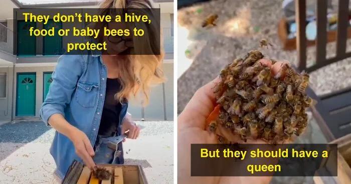 Beekeeper Rescues A Swarm Of Bees With Her Bare Hands And Gives Them A New Queen Bee, Goes Viral With 13.5M Views