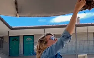 Beekeeper Rescues A Swarm Of Bees With Her Bare Hands And Gives Them A New Queen Bee, Goes Viral With 13.5M Views