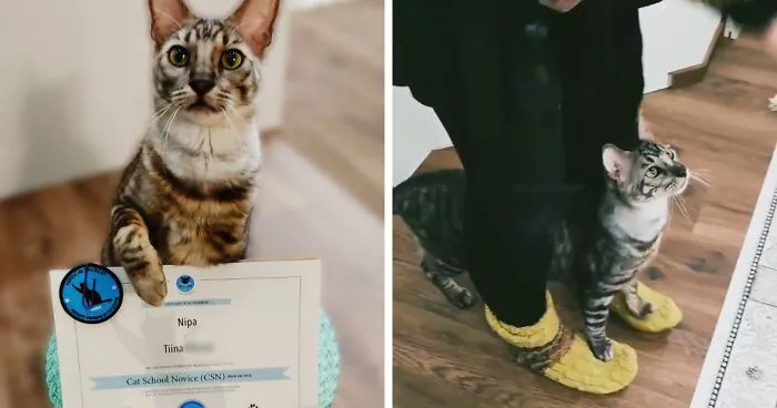 This Very Talented Cat Can Perform Over 50 Amazing Tricks